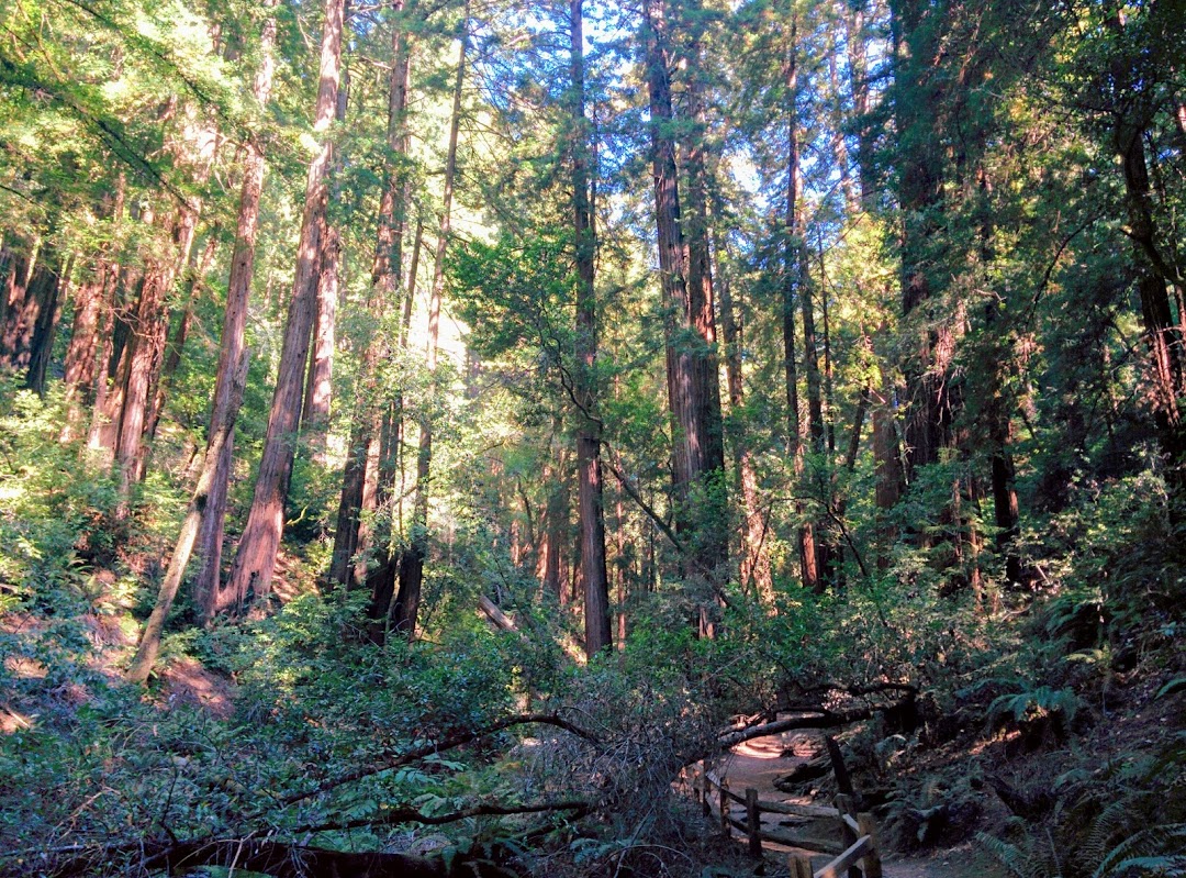 Dense redwood and Douglas fir forest like this stretches for miles through a gorgeous valley.