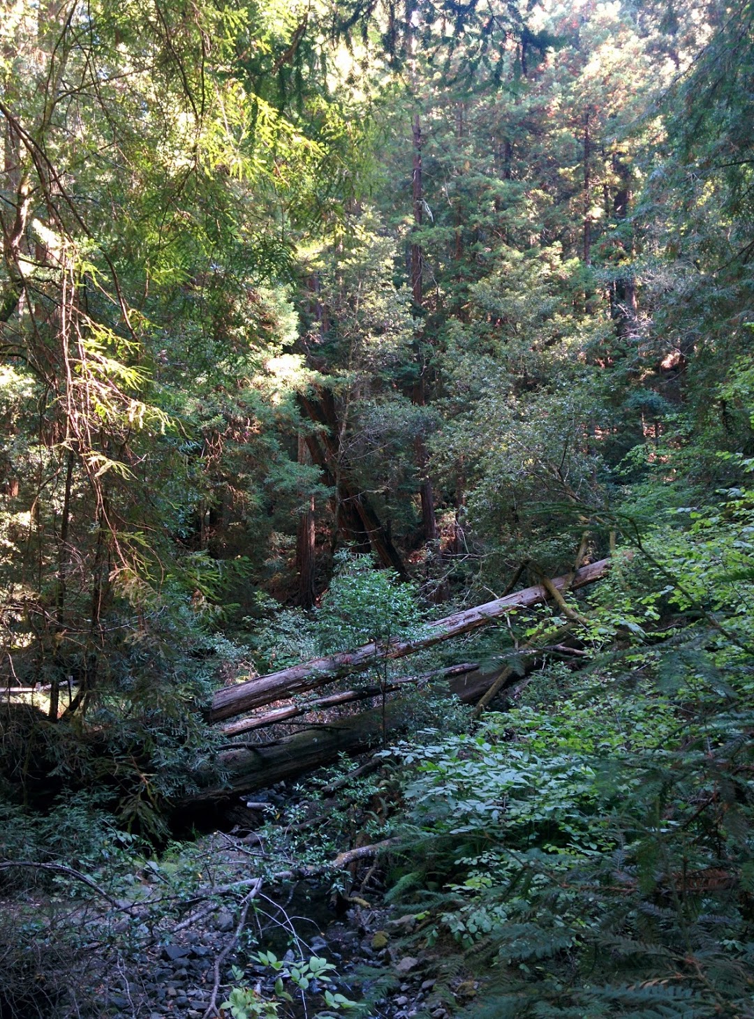I couldn't find the Ewok village, though.